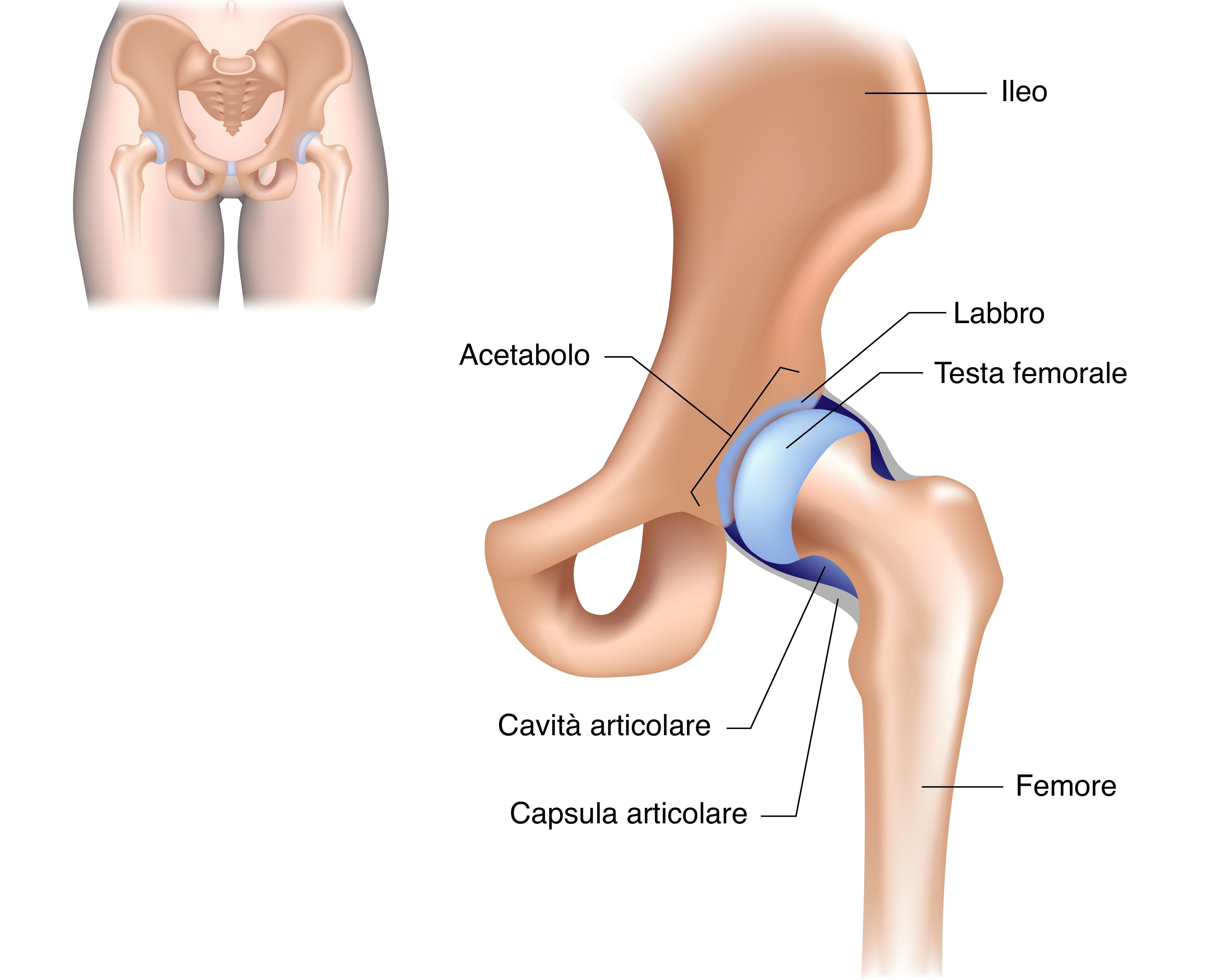 Anca anatomia